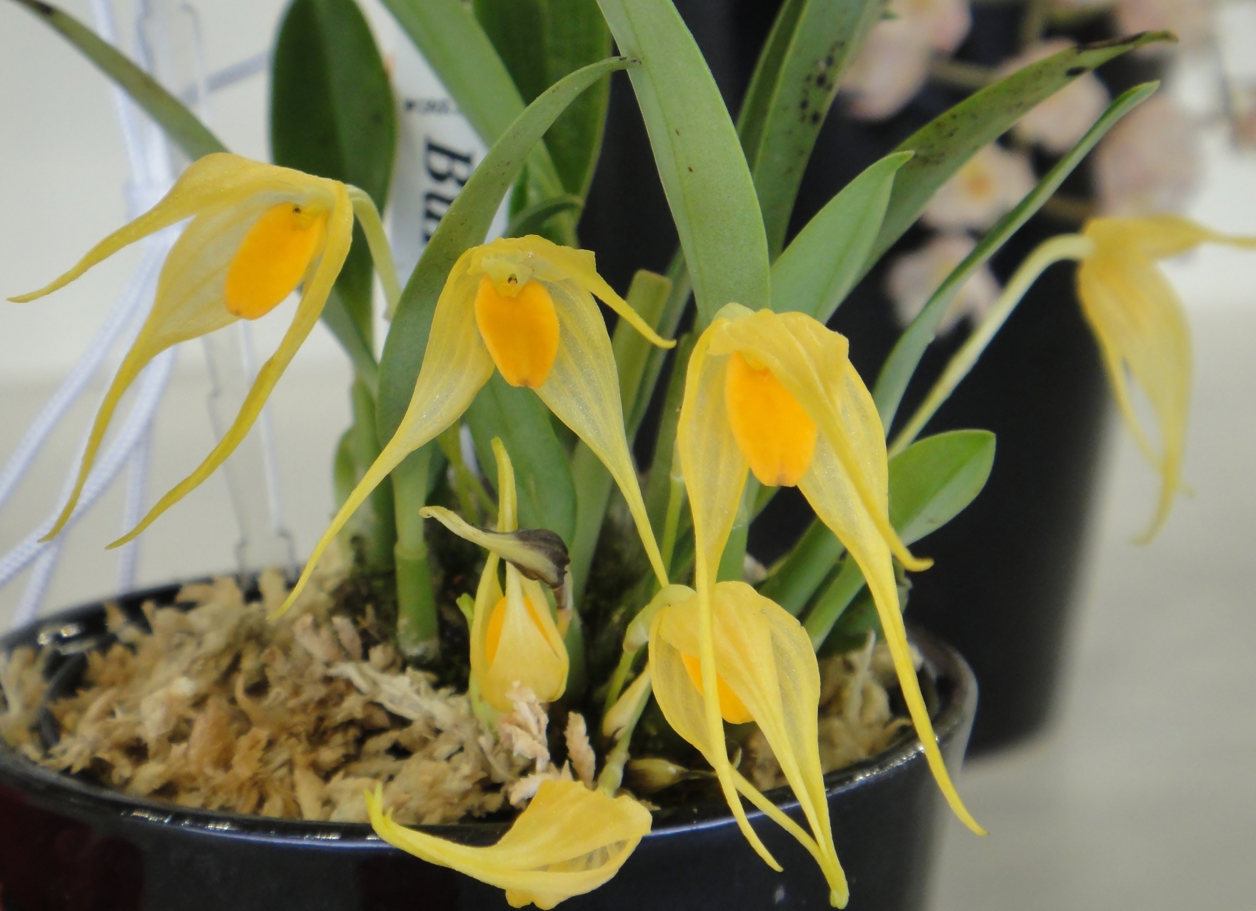 ［洋蘭原種］Bulb. ankylochele Bulbophyllum ankylochele - Wikipedia